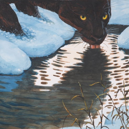 Mixed media painting on paper of a black panther drinking water in the Swiss Alps by Walton Ford